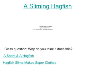 A Sliming Hagfish
QuickTime™ and a
decompressor
are needed to see this picture.
Class question: Why do you think it does this?
A Shark & A Hagfish
Hagfish Slime Makes Super Clothes
 
