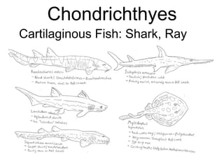Chondrichthyes
Cartilaginous Fish: Shark, Ray
 