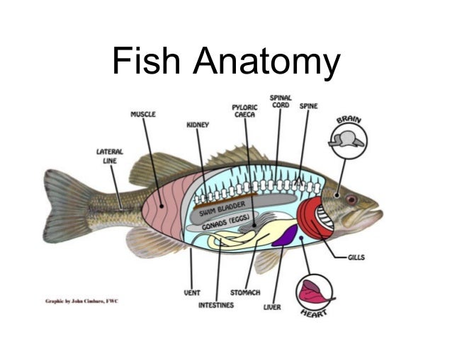 Fish