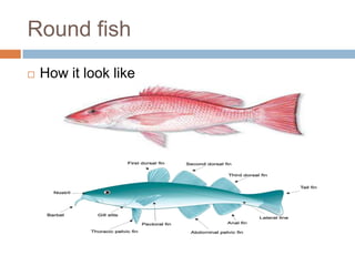 Round Fish Name Fish cookery | PPTX