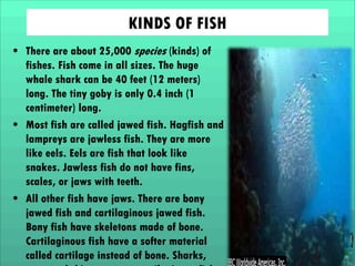 KINDS OF FISH
• There are about 25,000 species (kinds) of
fishes. Fish come in all sizes. The huge
whale shark can be 40 feet (12 meters)
long. The tiny goby is only 0.4 inch (1
centimeter) long.
• Most fish are called jawed fish. Hagfish and
lampreys are jawless fish. They are more
like eels. Eels are fish that look like
snakes. Jawless fish do not have fins,
scales, or jaws with teeth.
• All other fish have jaws. There are bony
jawed fish and cartilaginous jawed fish.
Bony fish have skeletons made of bone.
Cartilaginous fish have a softer material
called cartilage instead of bone. Sharks,

 