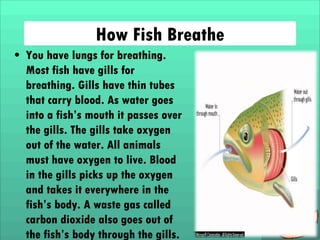 How Fish Breathe
• You have lungs for breathing.
Most fish have gills for
breathing. Gills have thin tubes
that carry blood. As water goes
into a fish’s mouth it passes over
the gills. The gills take oxygen
out of the water. All animals
must have oxygen to live. Blood
in the gills picks up the oxygen
and takes it everywhere in the
fish’s body. A waste gas called
carbon dioxide also goes out of
the fish’s body through the gills.

 