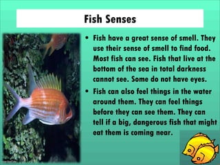 Fish Senses
• Fish have a great sense of smell. They
use their sense of smell to find food.
Most fish can see. Fish that live at the
bottom of the sea in total darkness
cannot see. Some do not have eyes.
• Fish can also feel things in the water
around them. They can feel things
before they can see them. They can
tell if a big, dangerous fish that might
eat them is coming near.

 