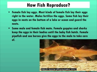 How Fish Reproduce?
• Female fish lay eggs. Most kinds of female fish lay their eggs
right in the water. Males fertilize the eggs. Some fish lay their
eggs in nests on the bottom of a lake or ocean and guard the
nests.
• Some male and female fish mate. Female guppies and sharks
keep the eggs in their bodies until the baby fish hatch. Female
pipefish and sea horses give the eggs to the male to take care
of.

 