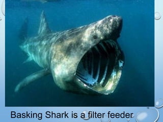 16
Basking Shark is a filter feeder
 