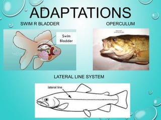 ADAPTATIONS
SWIM R BLADDER OPERCULUM
LATERAL LINE SYSTEM
Swim
Bladder
 