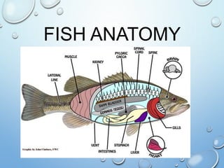Taphonomy Fish Fish Taxonomy & Charateristics | PPT