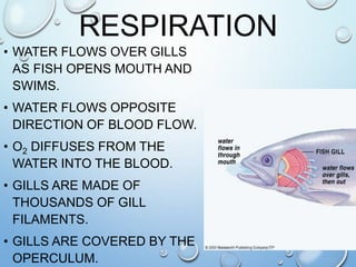 Fish Taxonomy & Charateristics | PPT