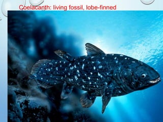 29
Coelacanth: living fossil, lobe-finned
 