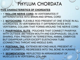 PHYLUM CHORDATA
FIVE CHARACTERISTICS OF CHORDATES
• 1. HOLLOW NERVE CORD- IN VERTEBRATES IT
DIFFERENTIATES INTO BRAIN AND SPINAL CORD
• 2. NOTOCHORD- FLEXIBLE ROD PRESENT AT ONE STAGE IN ALL
CHORDATES; IN VERTEBRATES IT DIFFERENTIATES INTO
VERTEBRAL COLUMN THAT FORMS AROUND THE NERVE CORD
• 3. PHARYNGEAL SLITS - POUCHES THAT CONNECT PHARYNX
WITH OUTSIDE (BETWEEN MOUTH AND ESOPHAGUS). GILLS IN
SHARKS, FISH; PRESENT IN TERRESTRIAL ANIMAL EMBRYOS
BUT DISAPPEAR LATER EXCEPT EUSTACHIAN TUBE
(CONNECTING THROAT AND MIDDLE EAR)
• 4. POSTANAL TAIL- EXTENDS BEYOND ANUS; PRESENT AT
LEAST IN EMBRYO; REGRESSES INTO TAIL BONE IN HUMANS
• 5. SEGMENTATION- REFLECTED IN ARRANGEMENT OF
MUSCLES & IN VERTEBRAL COLUMN
3
 