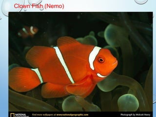 31
Clown Fish (Nemo)
 