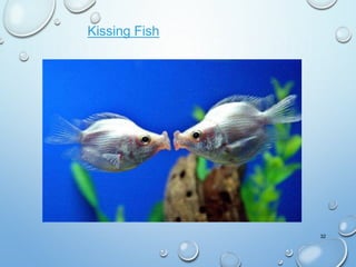32
Kissing Fish
 