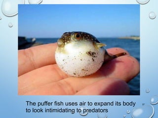 37The puffer fish uses air to expand its body
to look intimidating to predators
 