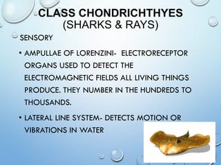 CLASS CHONDRICHTHYES
(SHARKS & RAYS)
SENSORY
• AMPULLAE OF LORENZINI- ELECTRORECEPTOR
ORGANS USED TO DETECT THE
ELECTROMAGNETIC FIELDS ALL LIVING THINGS
PRODUCE. THEY NUMBER IN THE HUNDREDS TO
THOUSANDS.
• LATERAL LINE SYSTEM- DETECTS MOTION OR
VIBRATIONS IN WATER
9
 