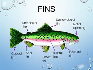Fish Taxonomy & Charateristics