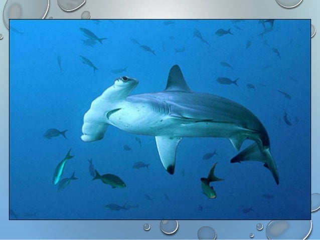 Fish Taxonomy & Charateristics