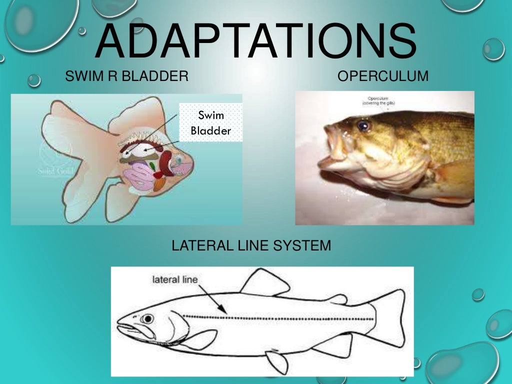 Fish Taxonomy & Charateristics