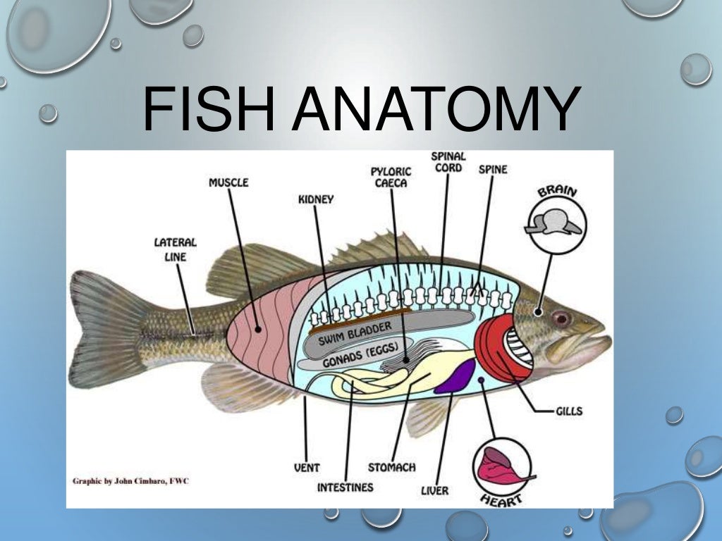 Fish Taxonomy & Charateristics