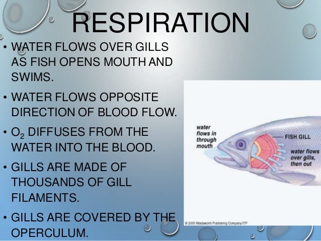 Fish Taxonomy & Charateristics