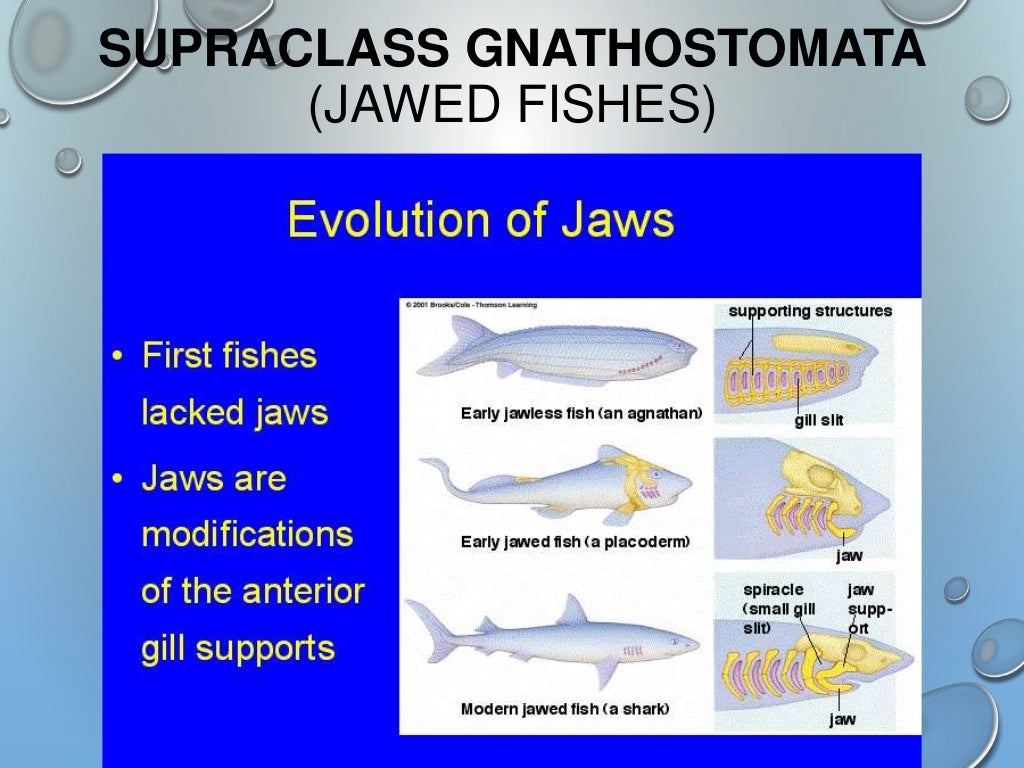 Fish Taxonomy & Charateristics