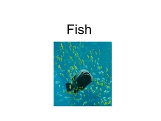 Fish
 