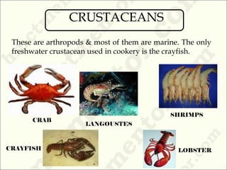 These are arthropods & most of them are marine. The only
freshwater crustacean used in cookery is the crayfish.
CRAB
SHRIMPS
LANGOUSTES
LOBSTERCRAYFISH
CRUSTACEANS
 