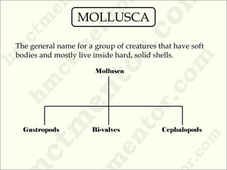 The general name for a group of creatures that have soft
bodies and mostly live inside hard, solid shells.
Mollusca
Gastropods Bi-valves Cephalopods
MOLLUSCA
 