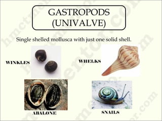 Single shelled mollusca with just one solid shell.
WINKLES WHELKS
ABALONE SNAILS
GASTROPODS
(UNIVALVE)
 