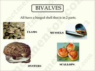 All have a hinged shell that is in 2 parts.
SCALLOPS
MUSSELSCLAMS
OYSTERS
BIVALVES
 