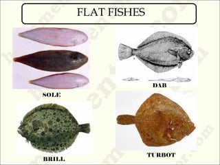 Fish Types and Classification Guide