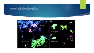 Flourescent labled organism
 