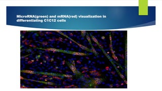 MicroRNA(green) and mRNA(red) visualization in
differentiating C1C12 cells
 