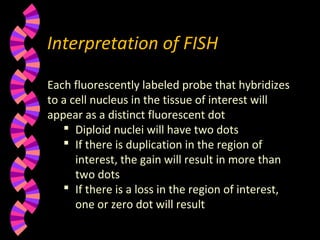 Interpretation of FISH
Each fluorescently labeled probe that hybridizes
to a cell nucleus in the tissue of interest will
appear as a distinct fluorescent dot
 Diploid nuclei will have two dots
 If there is duplication in the region of
interest, the gain will result in more than
two dots
 If there is a loss in the region of interest,
one or zero dot will result
 