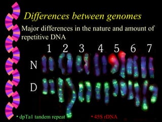Differences between genomesDifferences between genomes
Major differences in the nature and amount of
repetitive DNA
• dpTa1 tandem repeat • 45S rDNA
 
