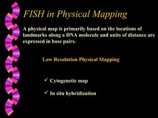 FISH in Physical Mapping
A physical map is primarily based on the locations of
landmarks along a DNA molecule and units of distance are
expressed in base pairs.
Low Resolution Physical Mapping
 Cytogenetic map
 In situ hybridization
 