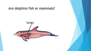 Are dolphins fish or mammals?
 