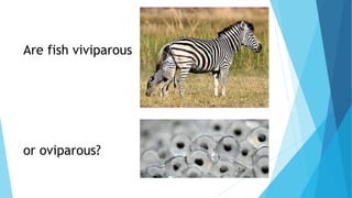 Are fish viviparous
or oviparous?
 