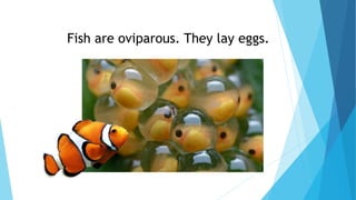 Fish are oviparous. They lay eggs.
 