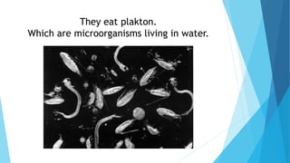 They eat plakton.
Which are microorganisms living in water.
 