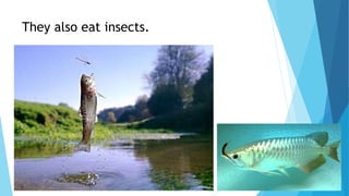 They also eat insects.
 