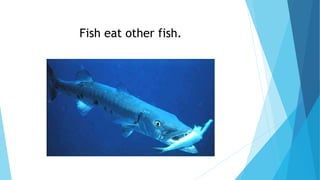 Fish eat other fish.
 