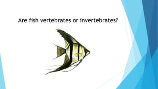 Are fish vertebrates or invertebrates?
 