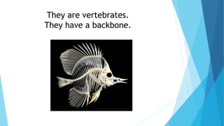 They are vertebrates.
They have a backbone.
 