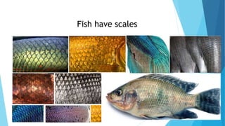 Fish have scales
 