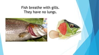 Fish breathe with gills.
They have no lungs.
 