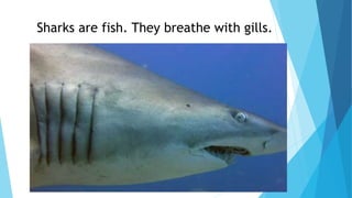 Sharks are fish. They breathe with gills.
 