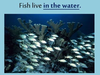 Fish live in the water.
 