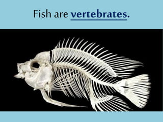 Fish are vertebrates.
 