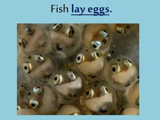 Fish lay eggs.
 