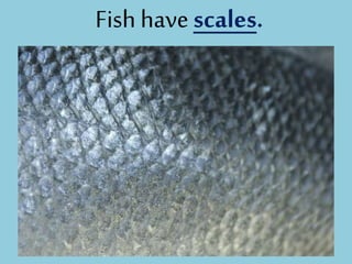 Fish have scales.
 